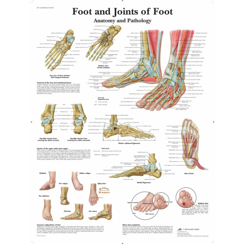 Foot & Joints of Foot Wall Chart