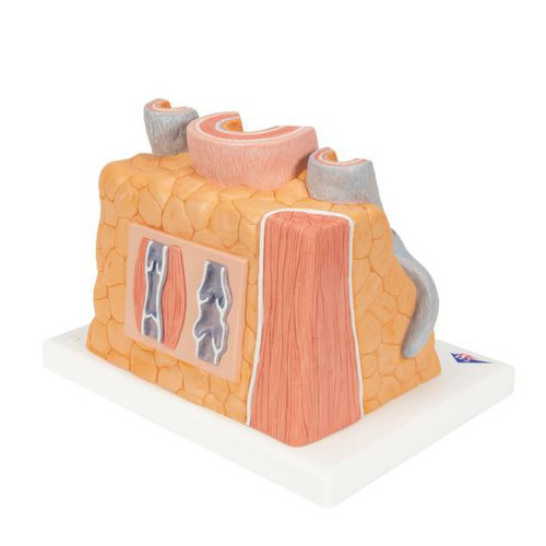 3B MICROanatomy Artery & Vein Model