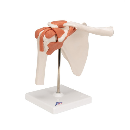 Functional Shoulder Joint